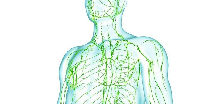 Le systeme lymphatique Le systeme lymphatique